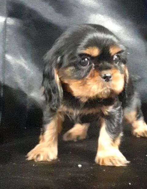 chiots cavalier king charles disponibles 2000 12170 Rquista