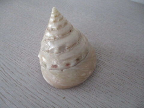 coquillage 20 Castres (81)