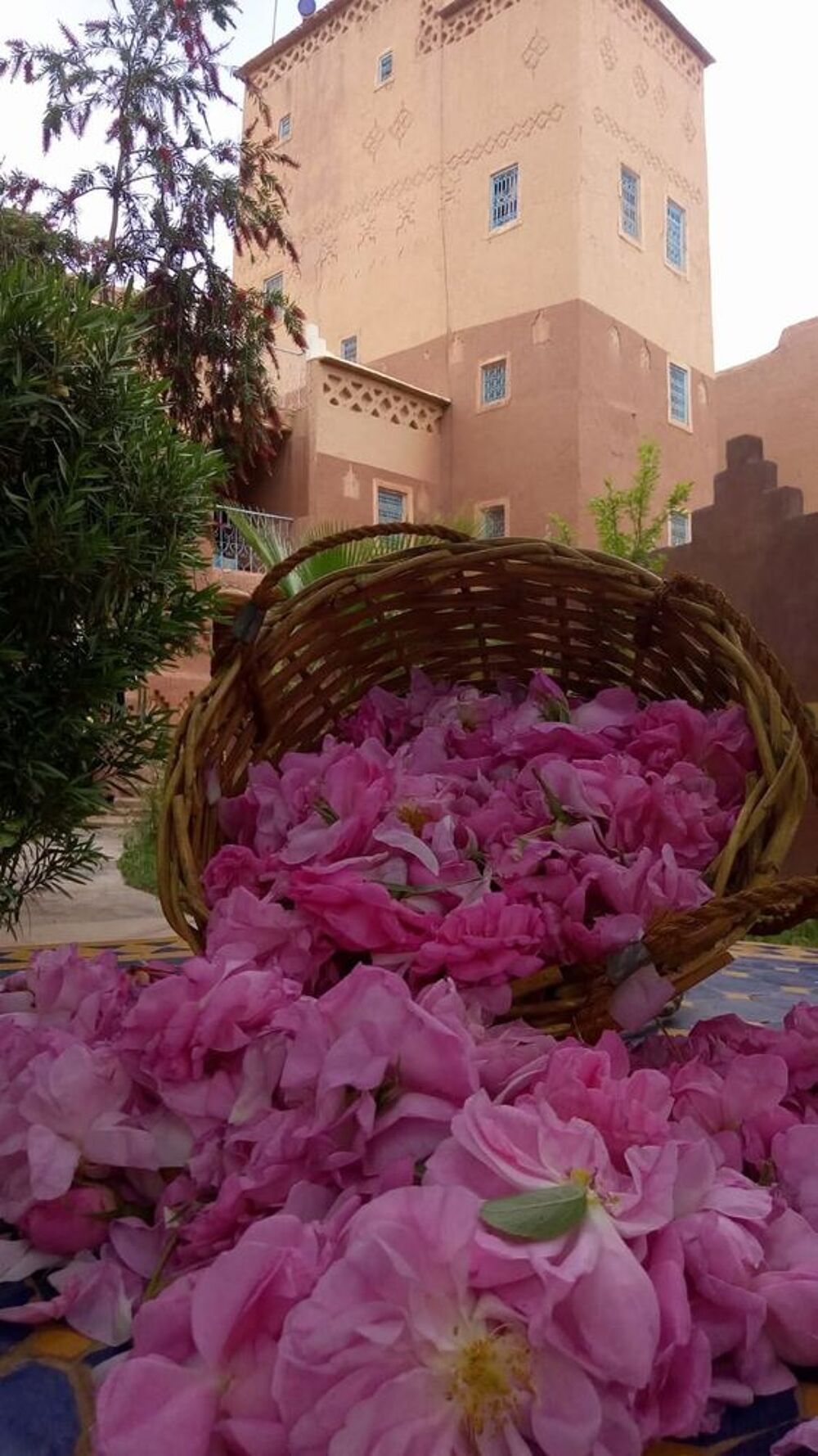 Vente Maison Maison d'hôtes dans la vallée des roses Ouarzazate Kelâat m'gouna, maroc (Maroc)