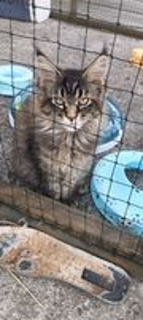   Maine coon  femelle loof 