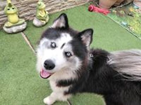   Bonjour, j ai un très beau mâle husky poils longs,  