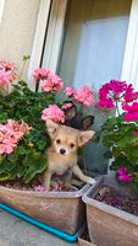   Mini chiots chihuahuas LOFS  