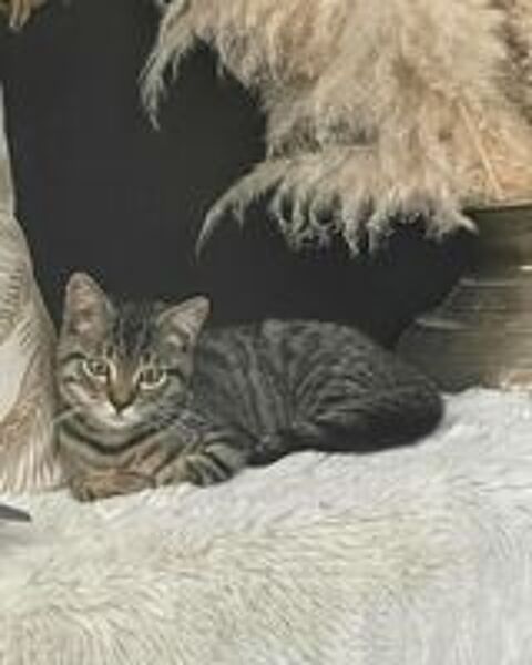   Adorable chaton mâle de 4 mois (Bali) cherche sa famille pour la vie 