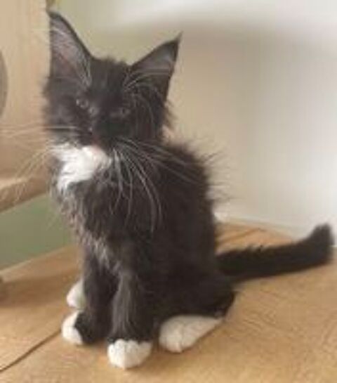   Chaton mâle de pure race Maine Coon 