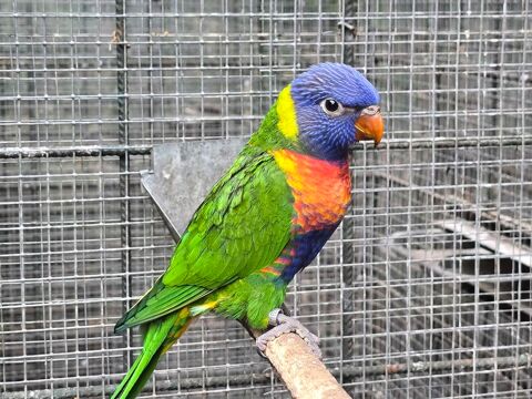 Couple Loris de Swainson 450 83330 Le castellet