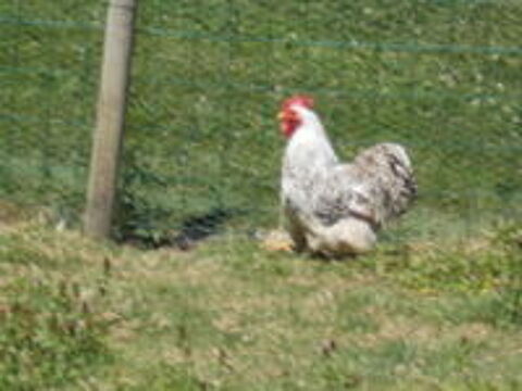   COQS BANTAM DE PEKIN  