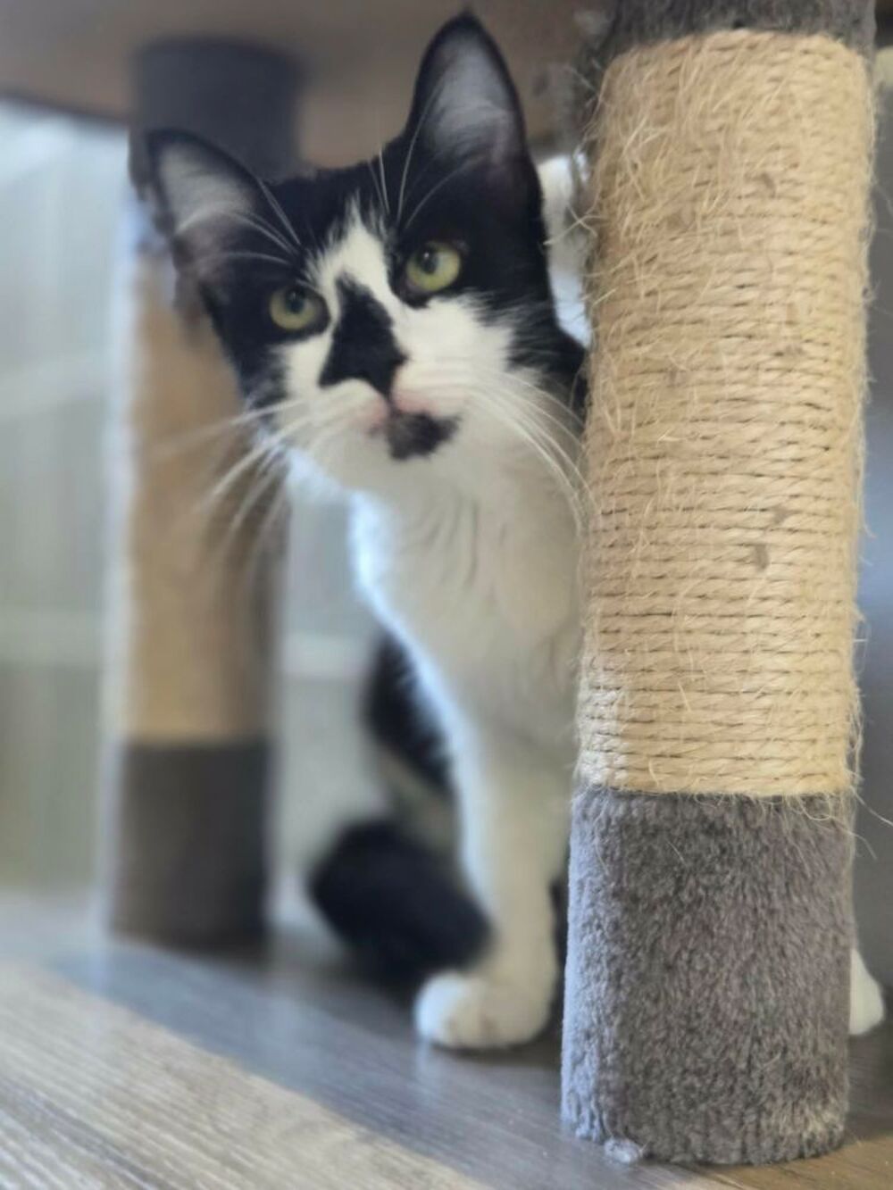  Clairette jeune chatte tres sympa cherche adoptants 