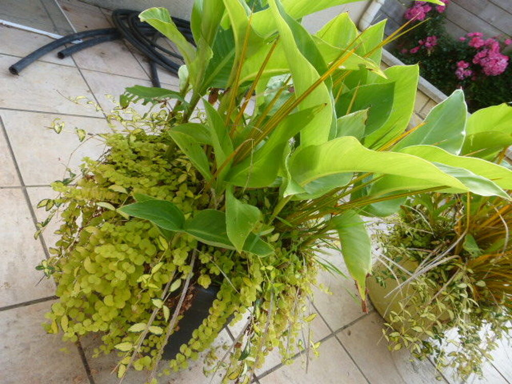 Pot&eacute;es d'Acorus, de cannas et de pervenches panach&eacute;es Jardin