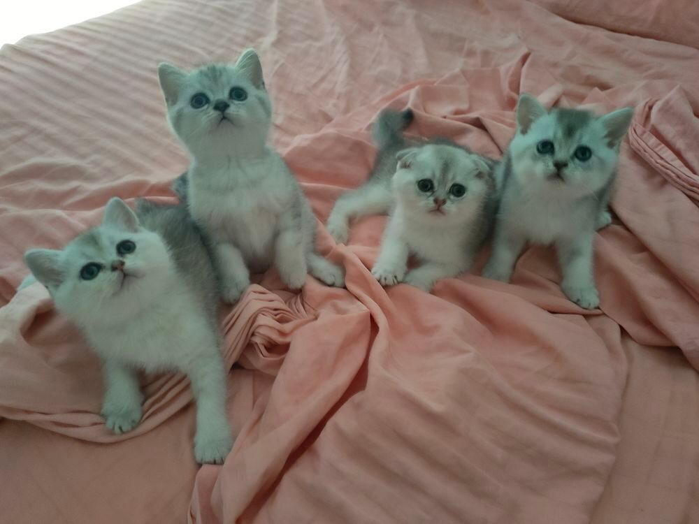   Scottish fold &Scottish straight 