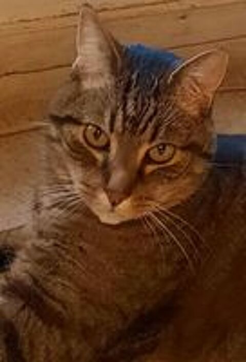   garde temporaire de chat  