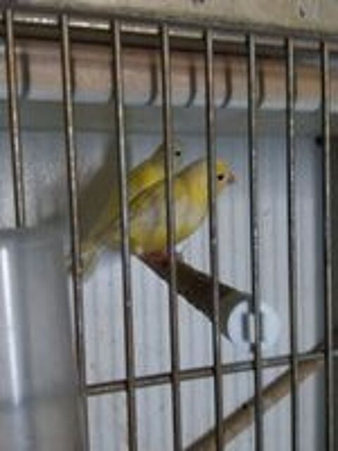   Canaris bec droit 