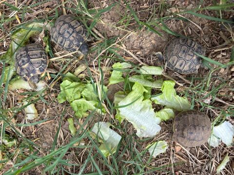 Tortues de terre n&eacute;es en ao&ucirc;t 2026 30 30670 Aigues-vives