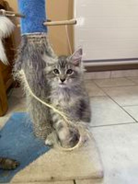   Disponible de suite mâle Maine Coon loof 