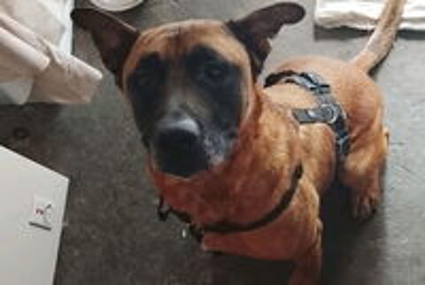   Don contre bon soin chien mâle de 5 ans castré et pucé, 