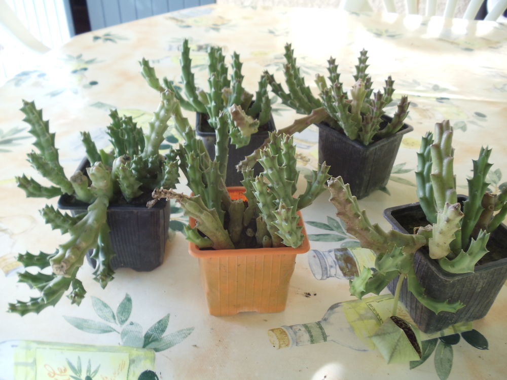 stapelia variegata Jardin