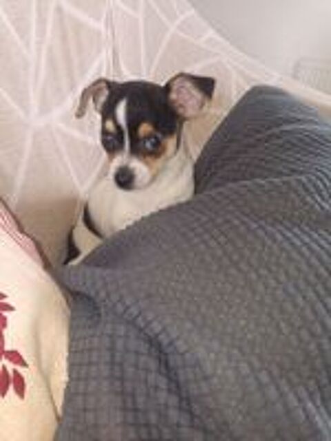   Chihuahua a reserver 