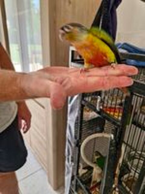   Conure de molinae apprivois  