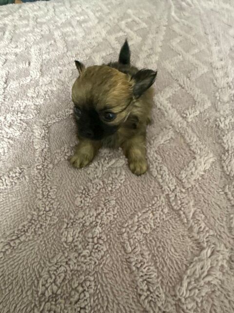 R&eacute;servation des chihuahuas, 500 78260 Ach�res