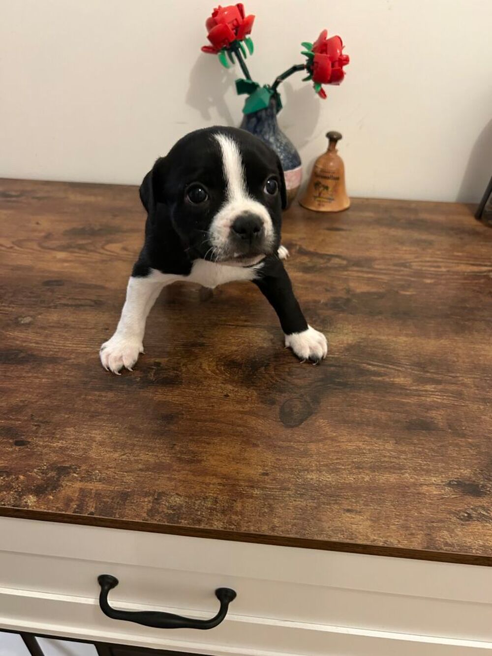   Chiots Staffordshire Bull Terrier Staffie LOF 