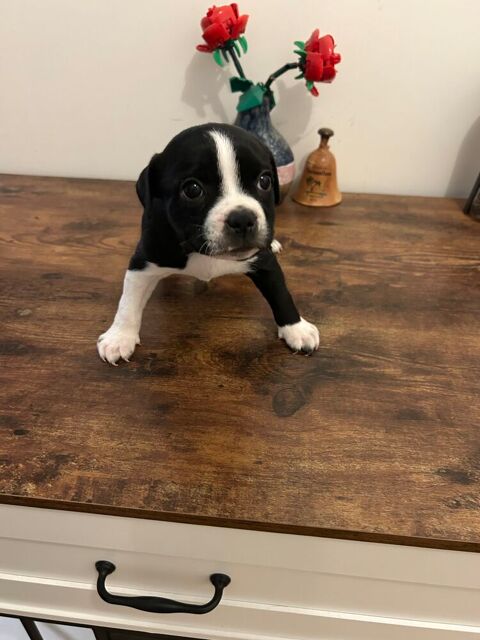 Chiots Staffordshire Bull Terrier Staffie LOF 0 92250 La garenne-colombes