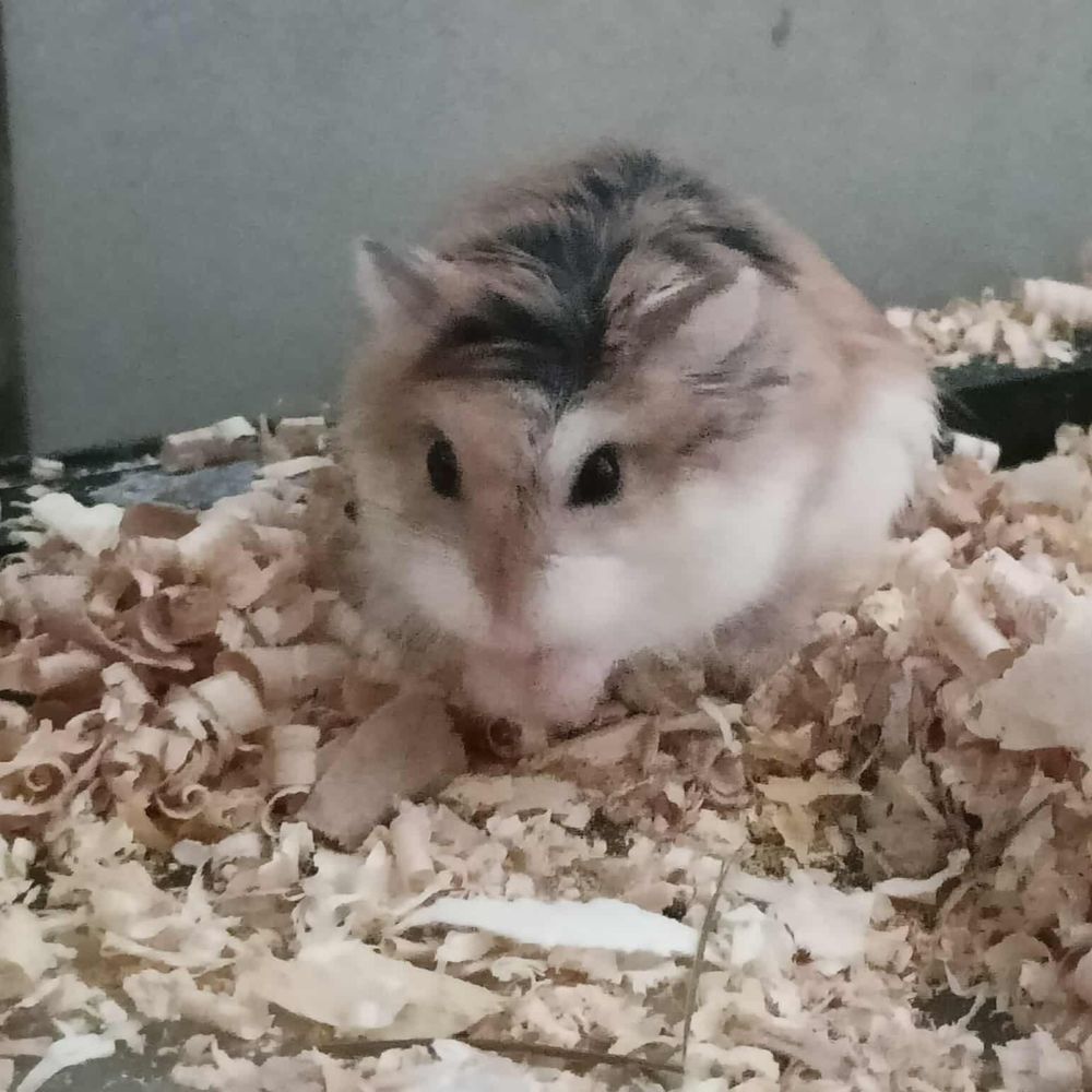   HAMSTER ARYA 