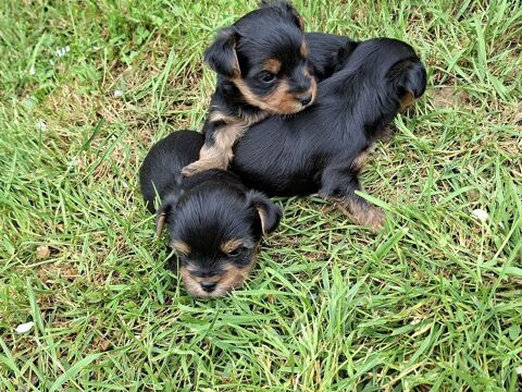 Chiots Yorkshire terrier &agrave; r&eacute;server 850 86240 Fontaine-le-comte