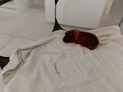 Donne 2 cochons d'inde et mat&eacute;riel 0 33520 Bruges