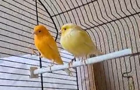 Canari couple (male et femelle) + cage 0 78180 Montigny-le-bretonneux