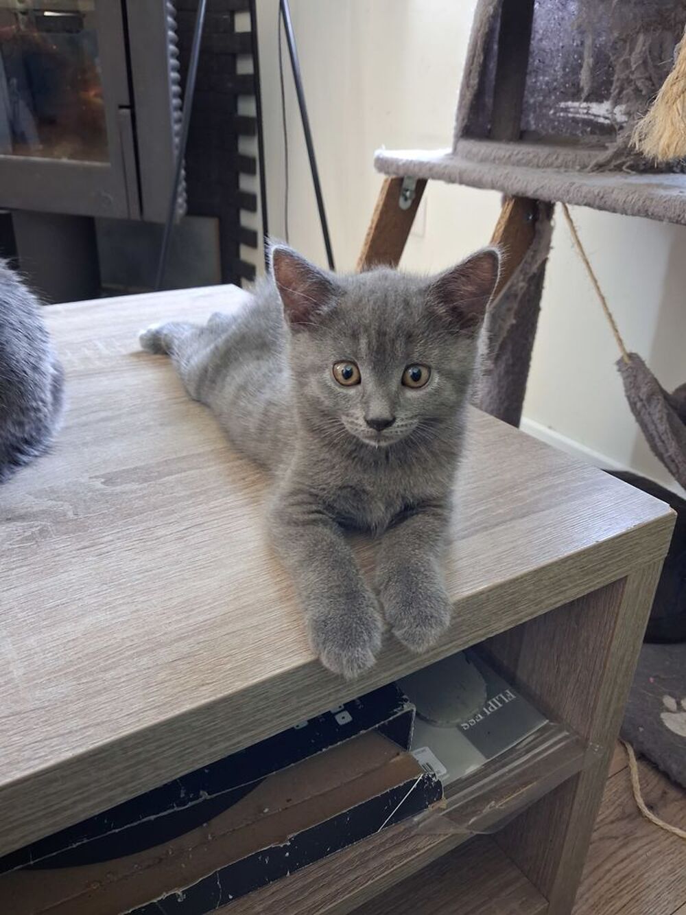   Chartreux  