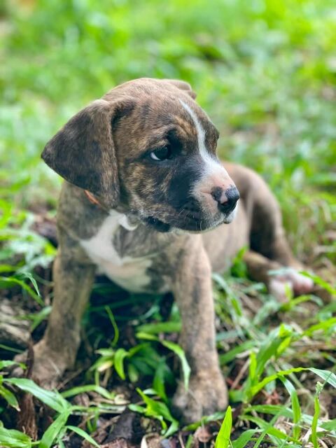 Tania, femelle croisée berger, née le 10/02/2025 &#128054; 300 94000 Crteil