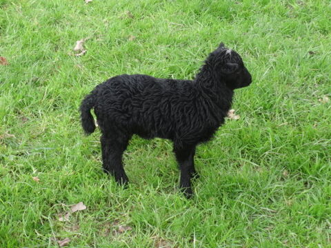 un bélier mouton d'Ouessant 40 56800 Plormel