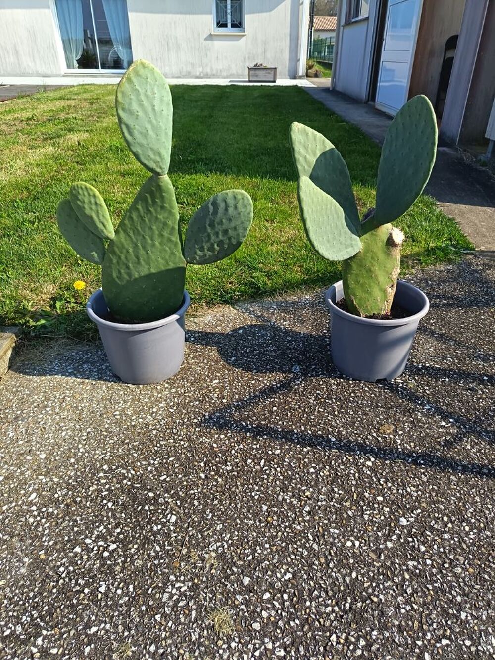 plantes m&eacute;diterran&eacute;ennes Jardin