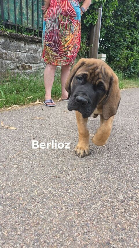 Chiots mastiffs 1500 58800 Corbigny
