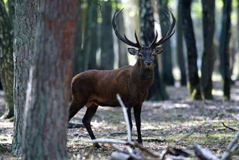 ACTION DE CHASSE 1150 Laignes (21)