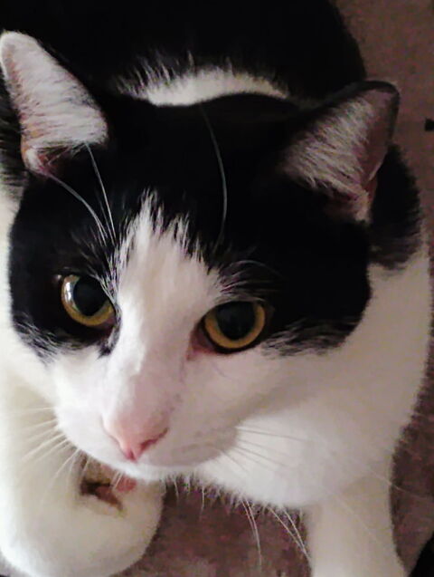 BAYARD CHAT NOIR & BLANC 2 ANS 1/2 195 92260 Fontenay-aux-roses