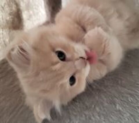   Adorable chaton cherche famille aimante  