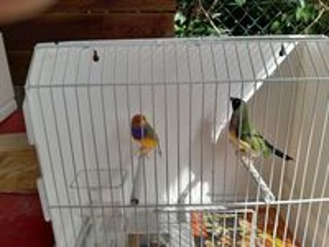   Diamant de gould  