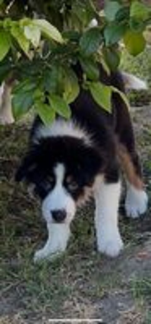   Chiots berger australien disponibles 