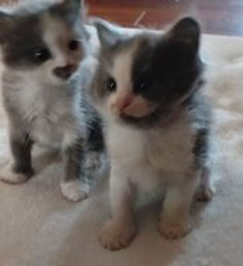   Chatonne Angora Turc Bleu et blanche 