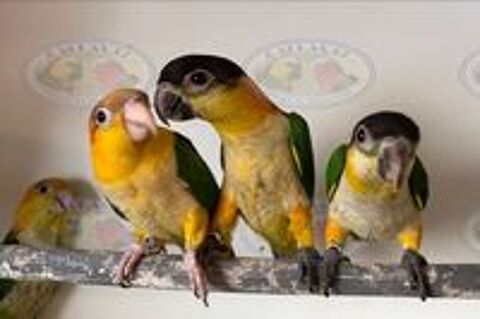    perroquets BB Caiques EAM  
