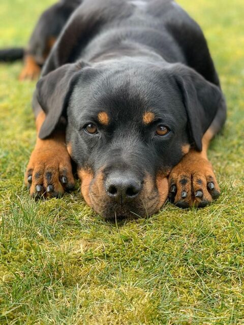 Donne jeune femelle rottweiler contre bons soins 0 35580 Guignen