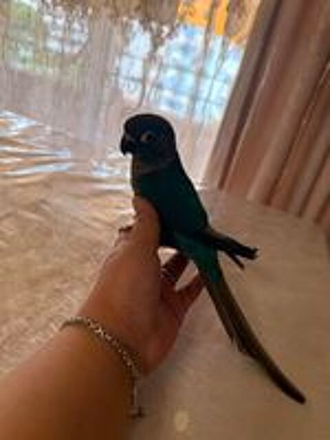   Conure EAM  