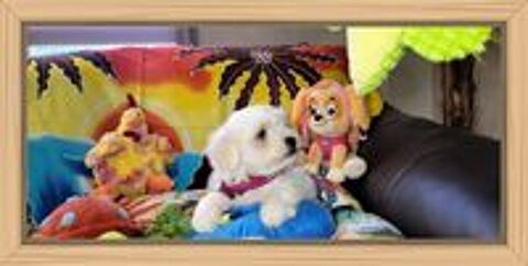   CHIOT BICHON MALTAIS (mâle) 