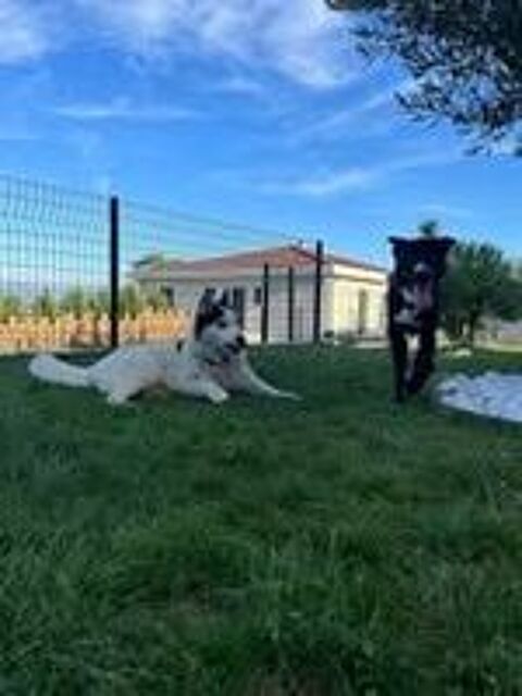   Chien NELIO à l adoption 