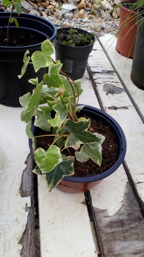 lierre grimpant 0 Battrans (70)