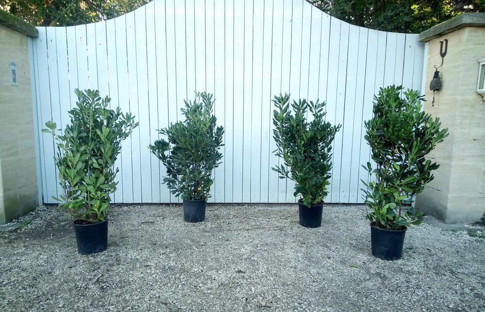 Arbuste rustique et persistant Pittosporum 'Tobira' Jardin