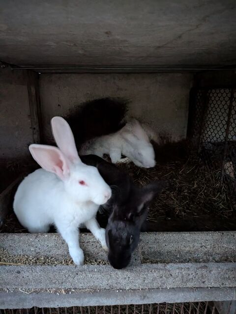 Lapin m&acirc;les 15 40110 Morcenx