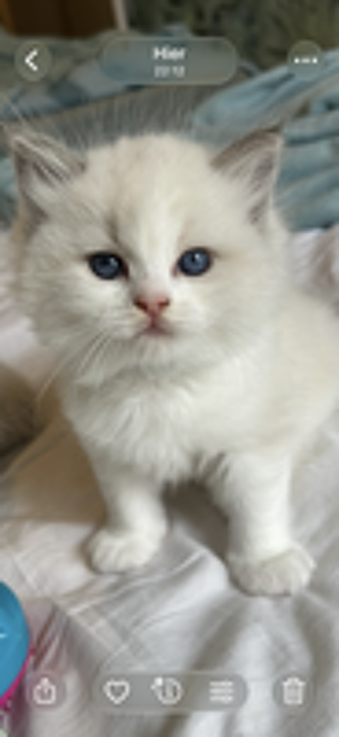   Magnifiques chatons Ragdoll 