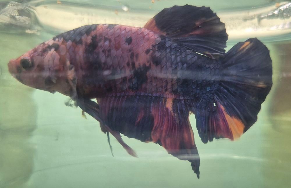   Poisson betta plakat Geant 