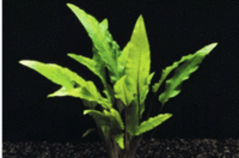   Cryptocoryne wendtii
(plante d'aquarium d'eau douce) 